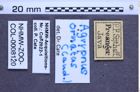 Etiketten zu Agrypnus ornatus (NHMW-ZOO-COL-0008120)
